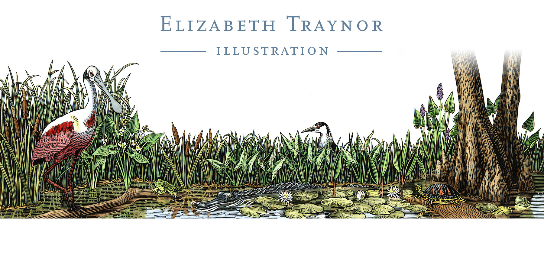 Elizabeth Traynor Illustration - Scratchboard Illustration, Swampland